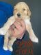 Golden Doodle Puppies for sale in Grand Rapids, MI, USA. price: $1,500