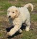 Golden Doodle Puppies for sale in Whittier, CA, USA. price: NA