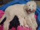 Golden Doodle Puppies for sale in Plainfield, IN, USA. price: $1,500