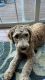 Golden Doodle Puppies for sale in Bear, DE 19701, USA. price: $2,000
