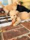 Golden Doodle Puppies for sale in Western St, Central City, KY 42330, USA. price: NA