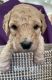 Golden Doodle Puppies for sale in Wichita, KS, USA. price: $1,000
