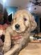 Golden Doodle Puppies for sale in Sumter, SC, USA. price: NA