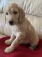 Golden Doodle Puppies for sale in Ghent, KY 41045, USA. price: NA