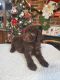 Golden Doodle Puppies for sale in Clarks Hill, SC 29821, USA. price: NA
