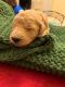 Golden Doodle Puppies for sale in Palm City, FL, USA. price: $2,800