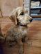 Golden Doodle Puppies for sale in Sedalia, CO 80135, USA. price: NA
