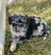 Golden Doodle Puppies for sale in Denver, CO, USA. price: NA