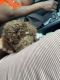Golden Doodle Puppies for sale in Palm Beach, FL, USA. price: NA