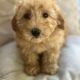 Golden Doodle Puppies for sale in Manhattan, New York, NY, USA. price: NA