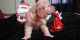 Golden Doodle Puppies for sale in Chiefland, FL 32626, USA. price: NA