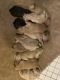 Golden Doodle Puppies for sale in Hastings, MN 55033, USA. price: NA