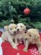 Golden Doodle Puppies for sale in Salem, UT, USA. price: $1,000