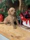 Golden Doodle Puppies for sale in Coward, SC, USA. price: NA