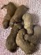 Golden Doodle Puppies for sale in Tampa, FL, USA. price: $2,500
