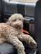 Golden Doodle Puppies for sale in Pueblo West, CO, USA. price: NA