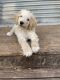 Golden Doodle Puppies for sale in Tampa, FL, USA. price: $1,800