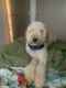 Golden Doodle Puppies for sale in Kapolei, HI, USA. price: NA