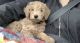 Golden Doodle Puppies for sale in Amboy, WA, USA. price: $2,000