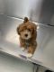 Golden Doodle Puppies for sale in East Orange, NJ, USA. price: NA