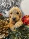 Golden Doodle Puppies for sale in Salem, OR, USA. price: NA