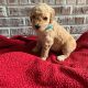 Golden Doodle Puppies for sale in Michigan City, IN, USA. price: NA