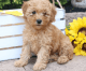 Golden Doodle Puppies for sale in Los Angeles, CA 90011, USA. price: NA