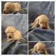 Golden Doodle Puppies for sale in Nashville, TN, USA. price: $1,800