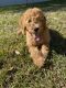 Golden Doodle Puppies for sale in Jacksonville, FL, USA. price: NA