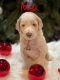Golden Doodle Puppies for sale in Englewood, TN 37329, USA. price: NA
