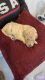 Golden Doodle Puppies for sale in Tampa, FL, USA. price: $2,900