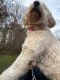Golden Doodle Puppies for sale in Asheboro, NC, USA. price: NA