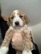 Golden Doodle Puppies for sale in Colton, NY 13625, USA. price: NA