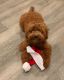 Golden Doodle Puppies for sale in New York, NY, USA. price: $750