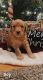 Golden Doodle Puppies for sale in Paynesville, MN 56362, USA. price: NA