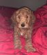 Golden Doodle Puppies for sale in Monticello, AR 71655, USA. price: $600