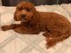 Golden Doodle Puppies for sale in New York, NY, USA. price: $750