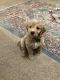 Golden Doodle Puppies for sale in Acworth, GA, USA. price: $1,000