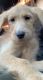 Golden Doodle Puppies for sale in Frisco, TX, USA. price: $525