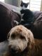 Golden Doodle Puppies for sale in Westland, MI, USA. price: NA
