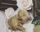 Golden Doodle Puppies for sale in Laingsburg, MI 48848, USA. price: NA