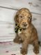 Golden Doodle Puppies for sale in Richmond, TX, USA. price: $2,000