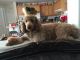Golden Doodle Puppies for sale in Ventura, CA, USA. price: NA