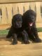 Golden Doodle Puppies for sale in Jacksonville, FL 32221, USA. price: $2,000