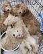 Golden Doodle Puppies for sale in Palm Beach, FL, USA. price: $2,500