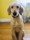 Golden Doodle Puppies for sale in Milford, CT, USA. price: $1,199