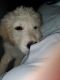 Golden Doodle Puppies for sale in Mt Orab, OH 45154, USA. price: NA