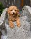Golden Doodle Puppies for sale in Chicago, IL 60647, USA. price: $750