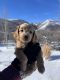 Golden Doodle Puppies for sale in Eden, UT 84310, USA. price: NA