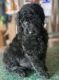 Golden Doodle Puppies for sale in Coward, SC, USA. price: $1,000